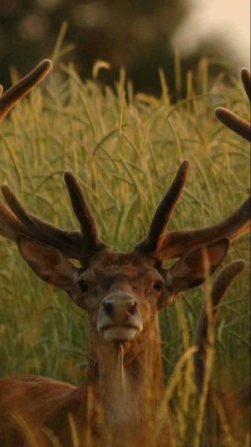 L'Hotie De Broceliande, Au Coeur Des Sites Naturels Et Legendaires Paimpont Kültér fotó
