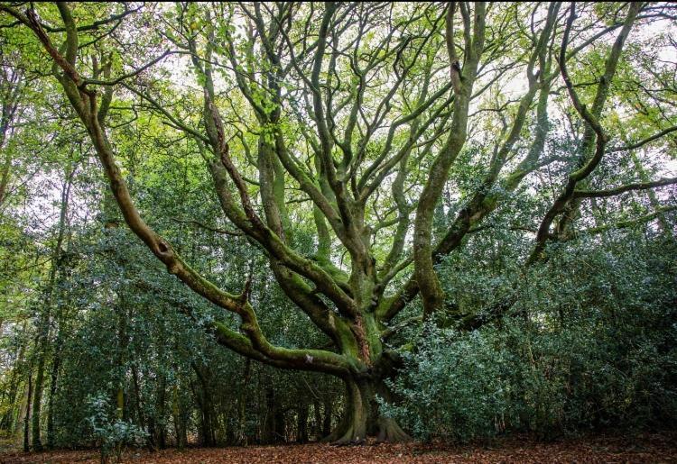 L'Hotie De Broceliande, Au Coeur Des Sites Naturels Et Legendaires Paimpont Kültér fotó