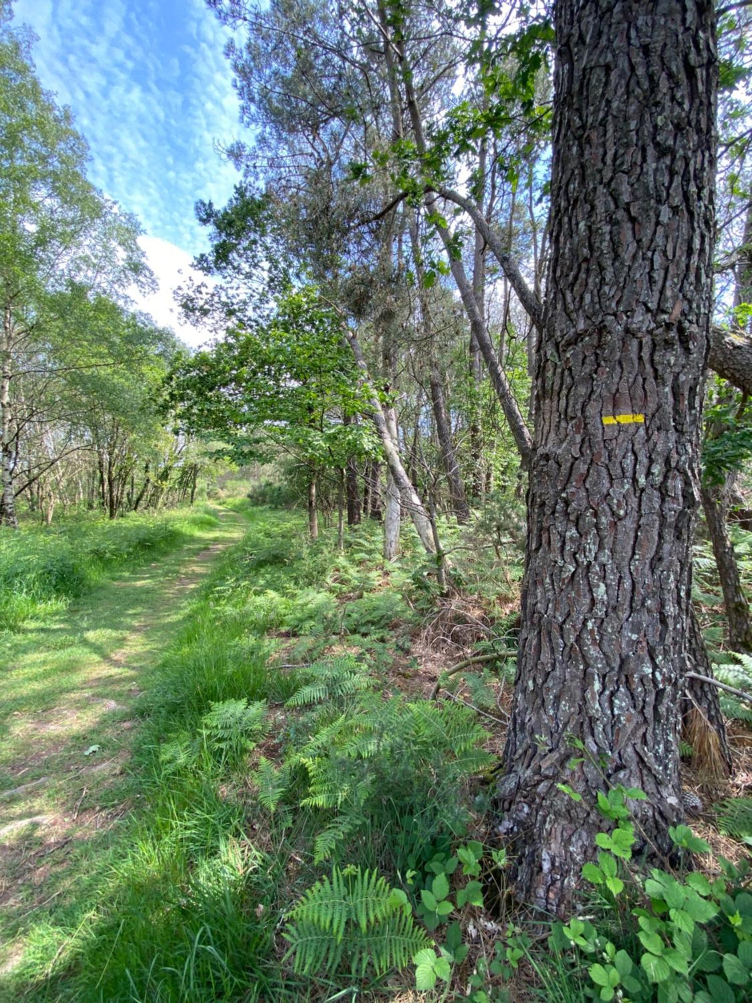 L'Hotie De Broceliande, Au Coeur Des Sites Naturels Et Legendaires Paimpont Kültér fotó